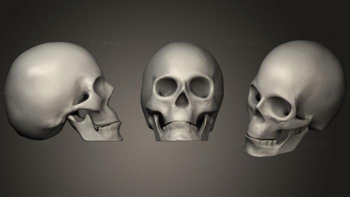 Анатомия скелеты и черепа (Человеческий череп 22, ANTM_1223) 3D модель для ЧПУ станка